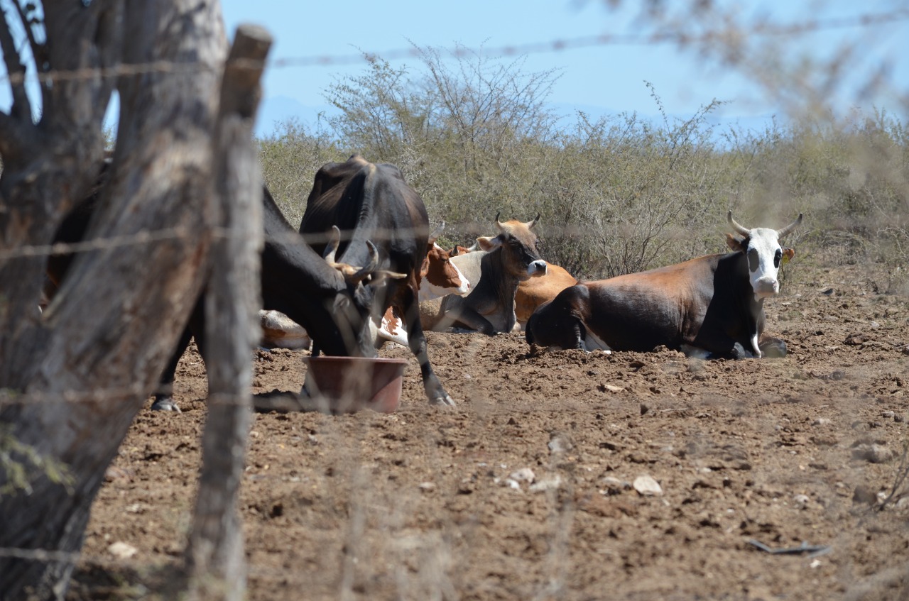 Implementará COEPRISS operativo, tras detectar casos de brucelosis en el centro y norte de Sinaloa