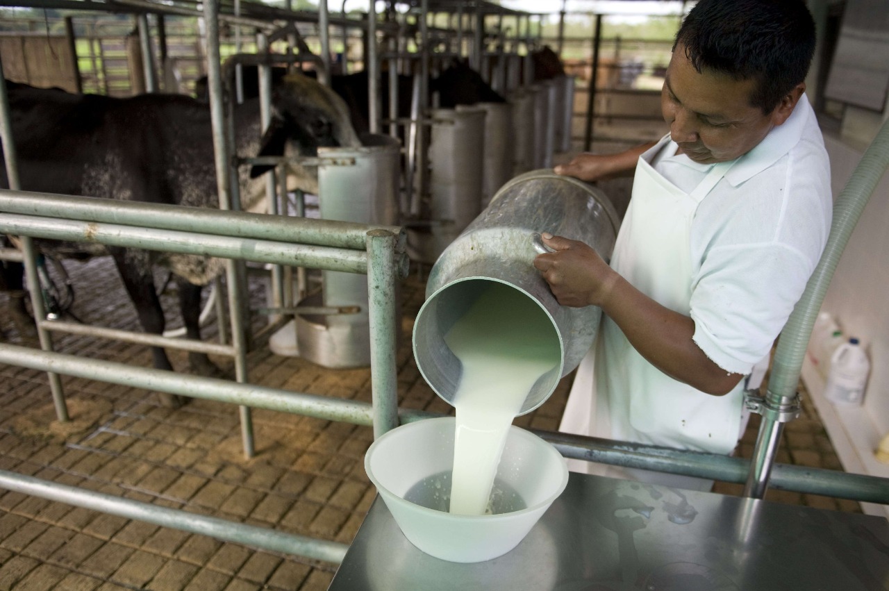 Productores de la cuenca lechera de Sinaloa buscarán que pasteurizadoras paguen más por litro