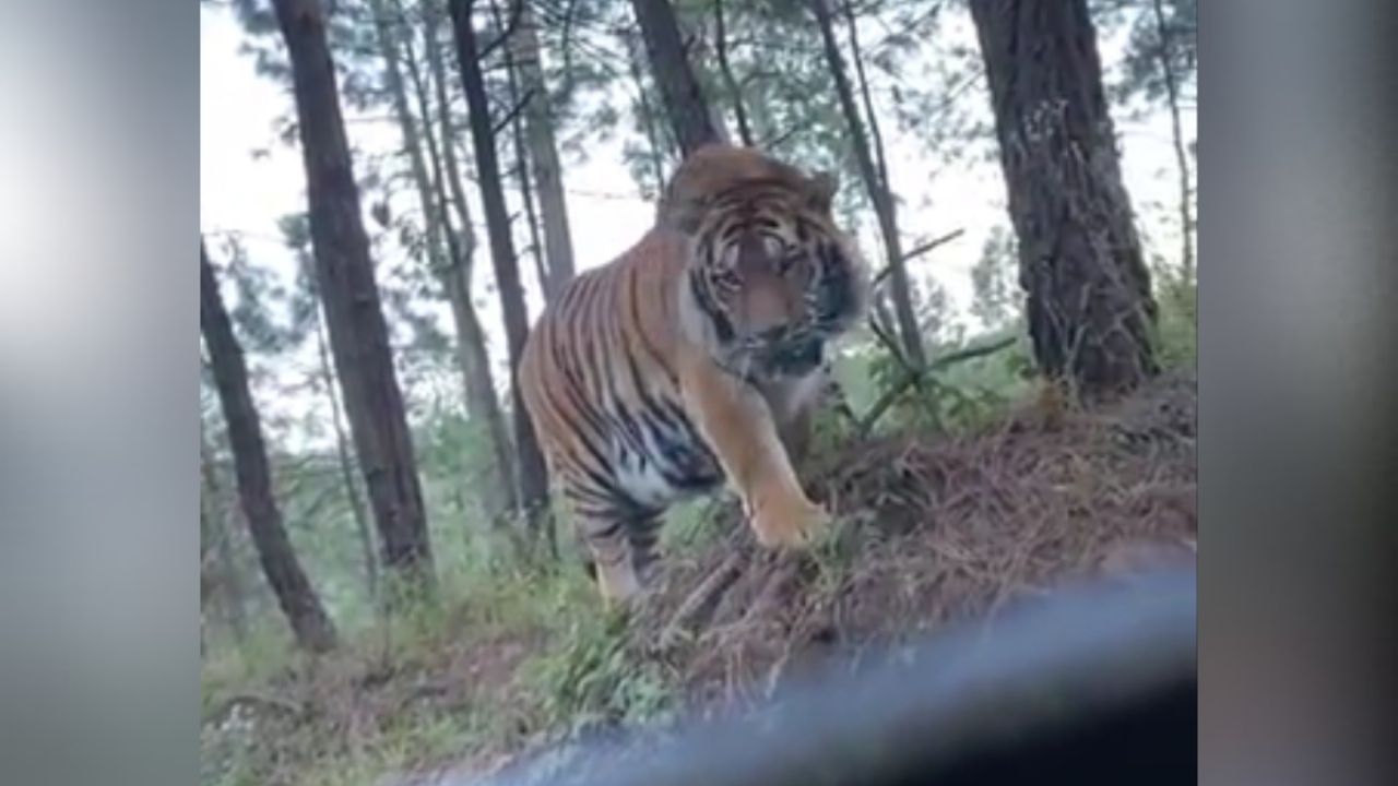 Tigre suelto provoca temor a los habitantes de Agua Nueva Ahome; autoridades ya buscan al felino
