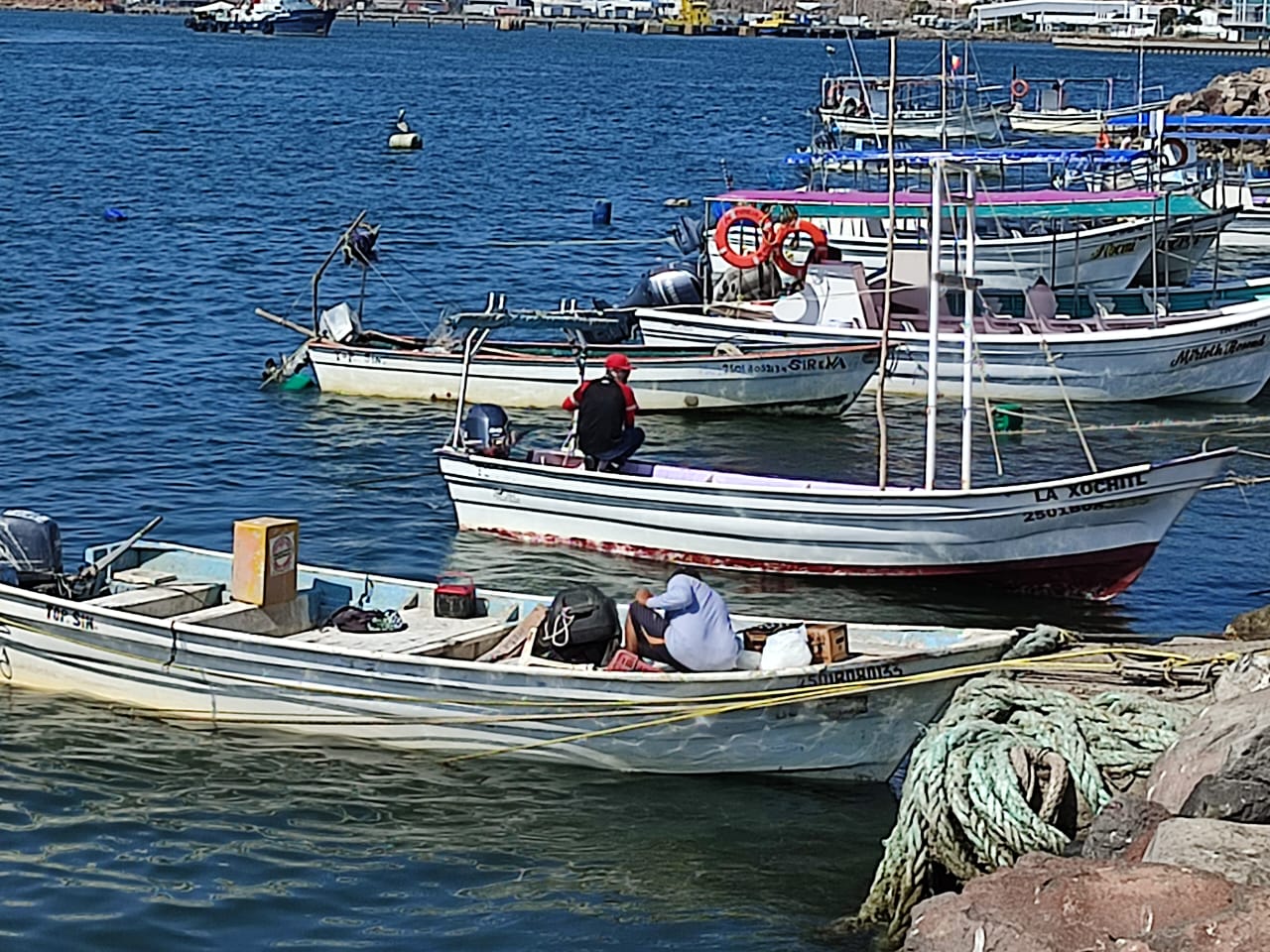 ‘Ya hay tallas’; pescadores del norte de Sinaloa piden levantar veda de camarón entre el 15 y 20 de agosto