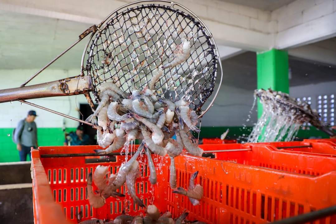 A más tardar la segunda semana de septiembre esperan pescadores se levante veda de camarón