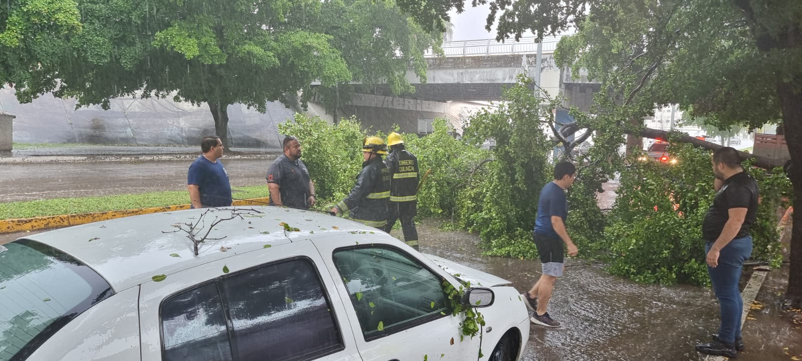 ¡Tome precauciones! Cae árbol sobre un automóvil en Culiacán derivado de las lluvias