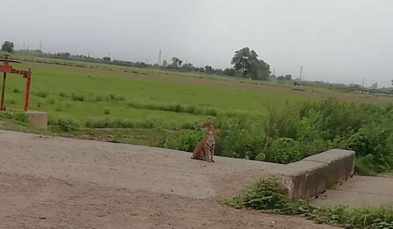 “El tigre, el tigre”, gritan vecinos de Vallejo al captar al felino que es buscado por autoridades