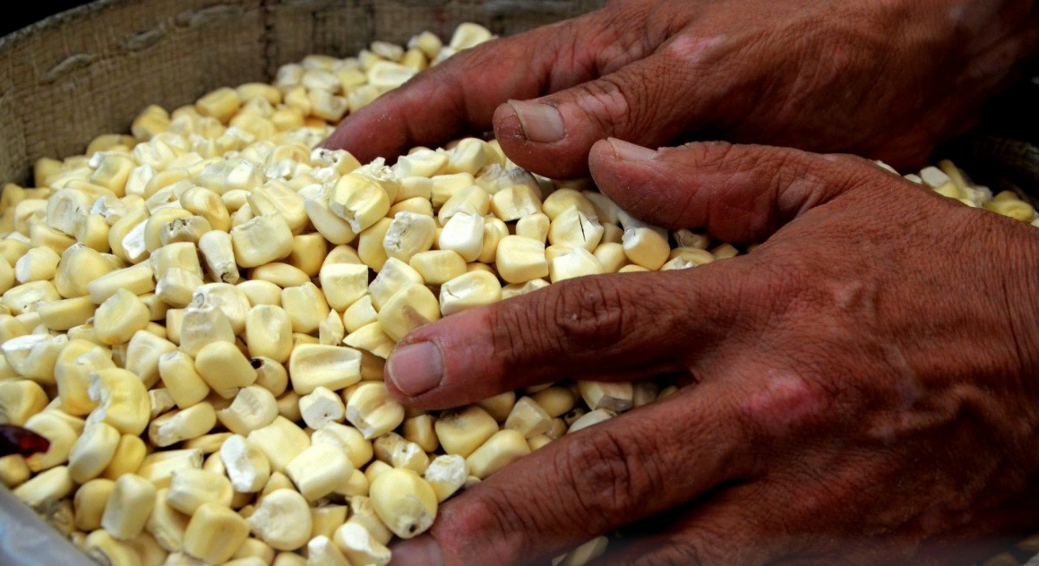 Cotizaciones de los granos se mantienen a la baja; el trigo es quien más perdió
