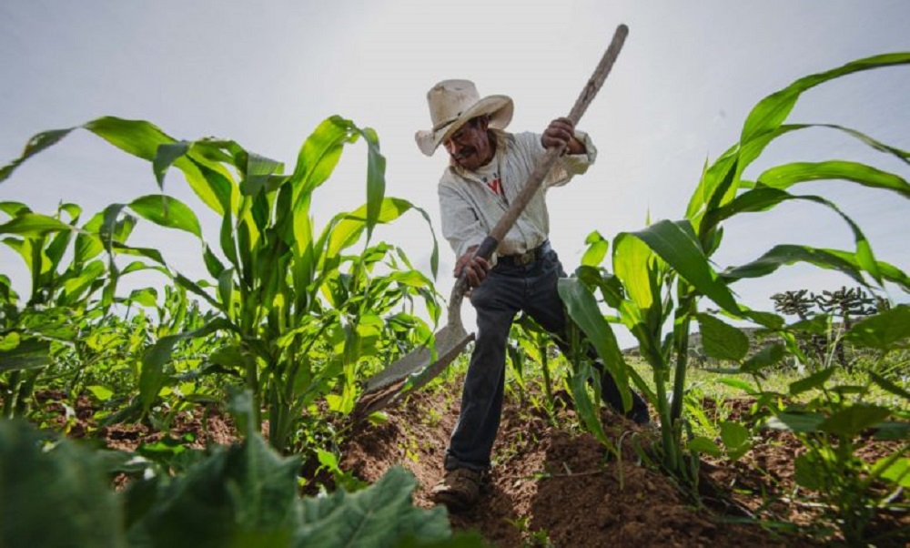 Se quedan a medio camino productores en Sinaloa, apenas se sembrarán 100 mil hectáreas de maíz