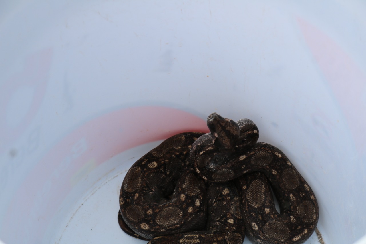 Apareció en una casa de La Marina, ahora, una boa Constrictora es la nueva inquilina temporal de Acuario Mazatlán