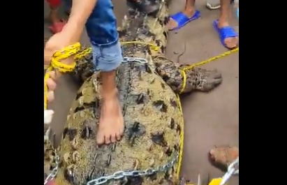 VÍDEO | Atrapan a cocodrilo de más de 2 metros en Villa Juárez