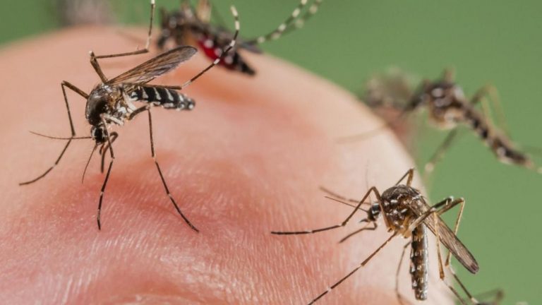 Por confirmarse otra defunción por dengue, analizan resultados en joven estudiante
