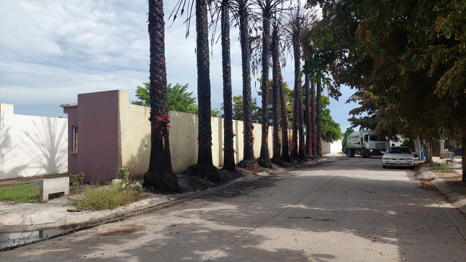 Se tenía solicitud para poda de palmas en Valle de la Rosa, estaban en espera de programación: Servicios Públicos en Ahome &nbsp;&nbsp;