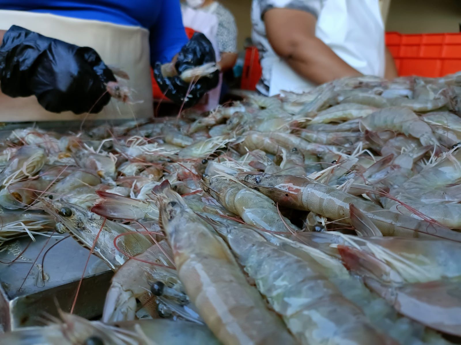 Acuicultores sinaloenses registran pérdidas económicas; luchan para evitar la importación de otros países