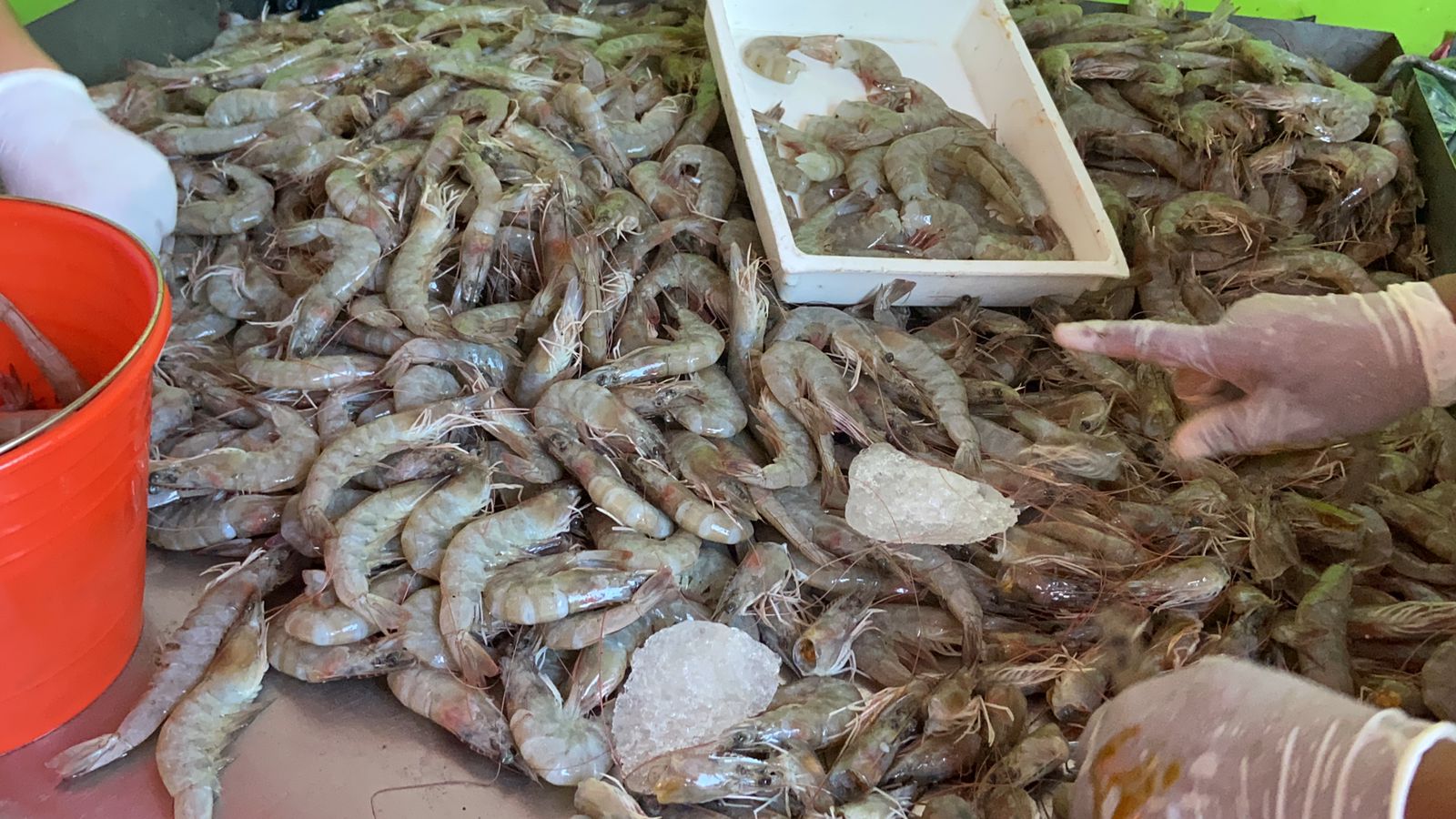 Sin demanda de camarón el mercado local en Sinaloa, hay 40 mil toneladas ‘atoradas’ en bodegas: Coades