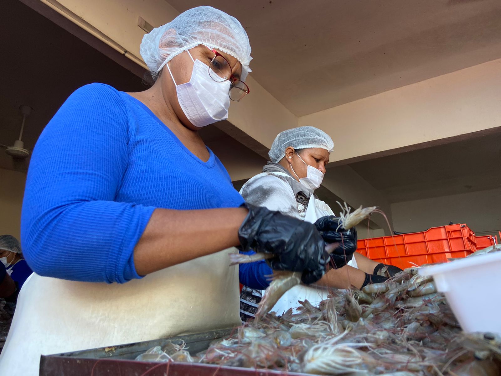 Descabezar camarón es el trabajo de las mujeres en los campos pesqueros; hay algunos que hacen hasta 600 kilos en un día