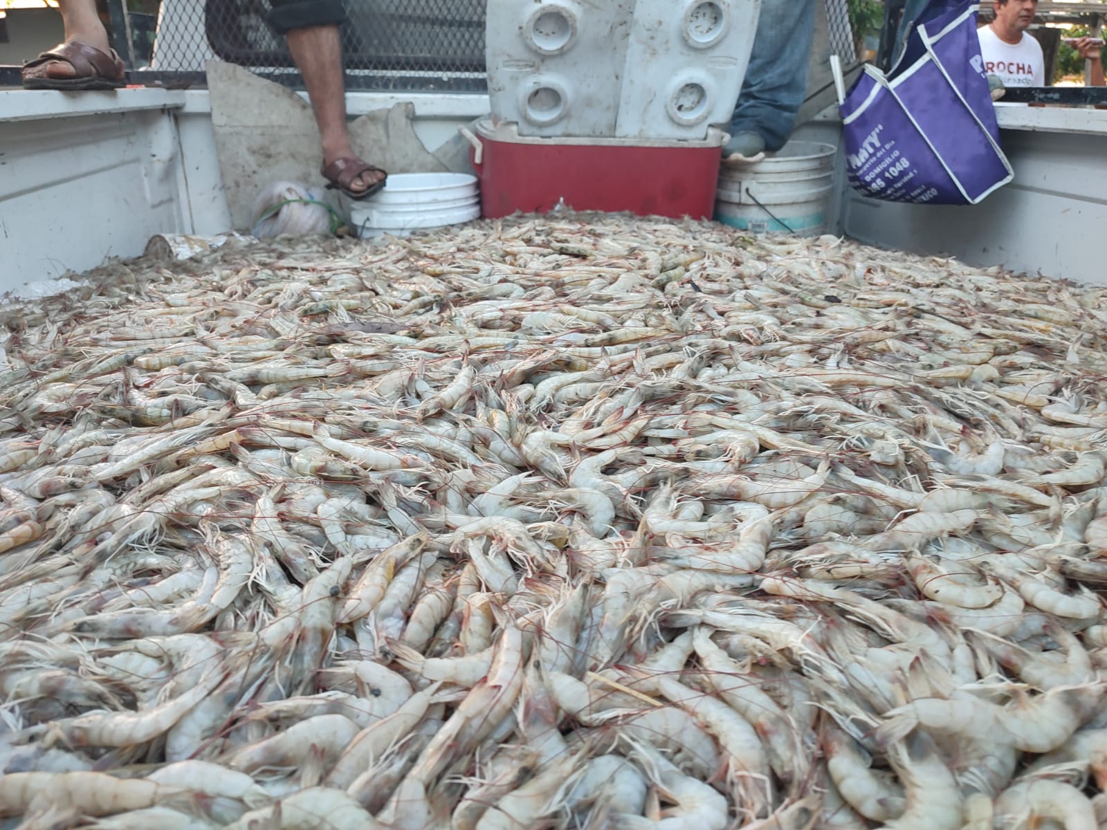 Después de 15 años, regresa la pesca milagrosa de camarón al Huizache