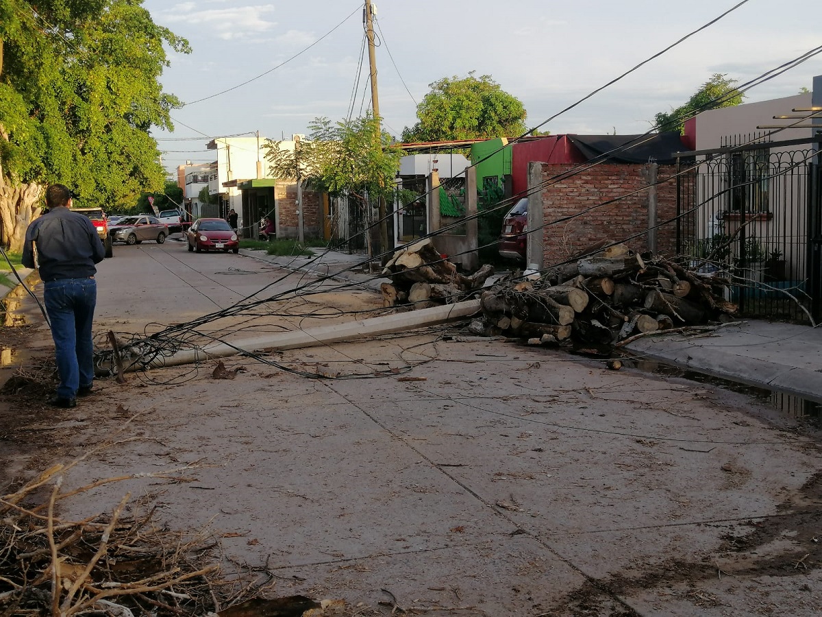Lluvias en Los Mochis provocan caída de árbol y un poste de la CFE; fraccionamiento se queda sin luz e internet