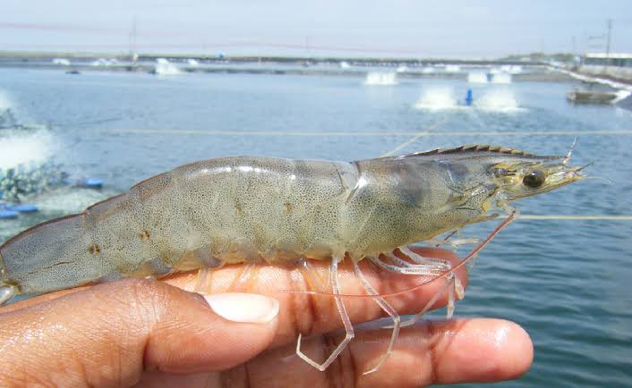¡ATENCIÓN PESCADORES! Anuncia Agricultura fechas y zonas de capturas de camarón 2022-2023 en el Pacífico