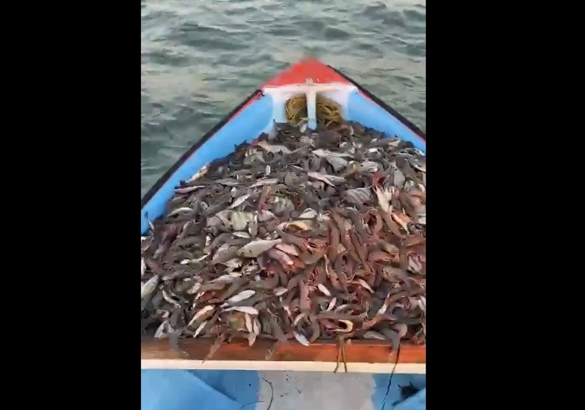 Evidencian indiscriminada pesca ilegal de camarón de altamar en costas de Sinaloa