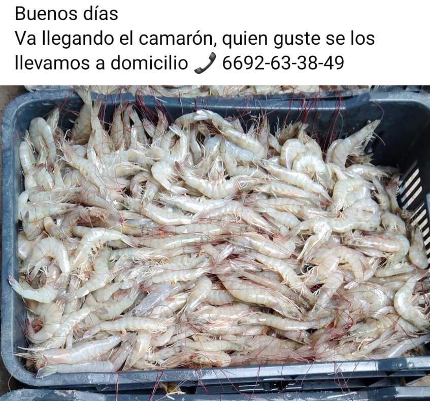 A días de levantarse la veda, el camarón ya es vendido en redes sociales, por teléfono y hasta por la calle