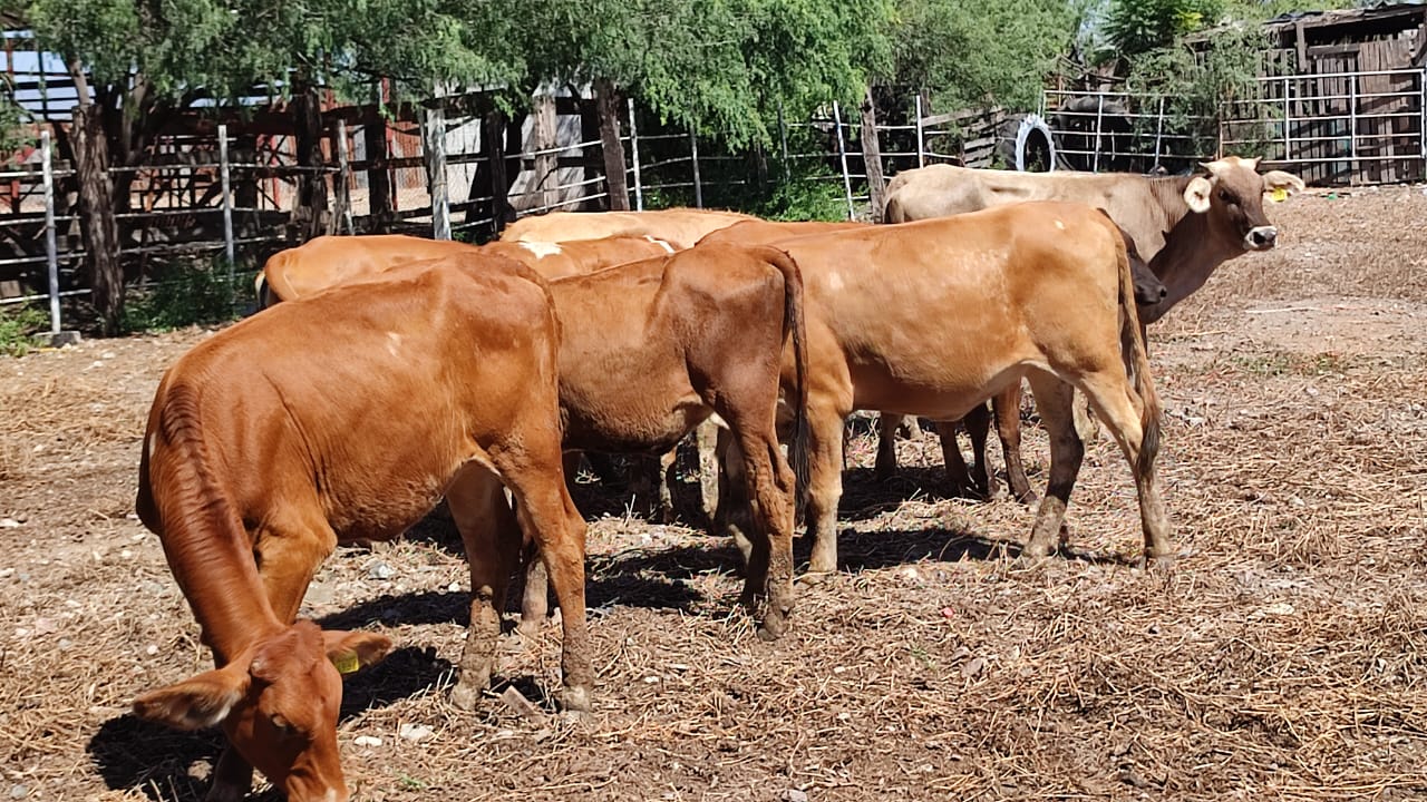 Ganaderos de Choix sufren más en trasladar pacas de alimentos a los altos que lo que cuesta comprarlas en el Valle
