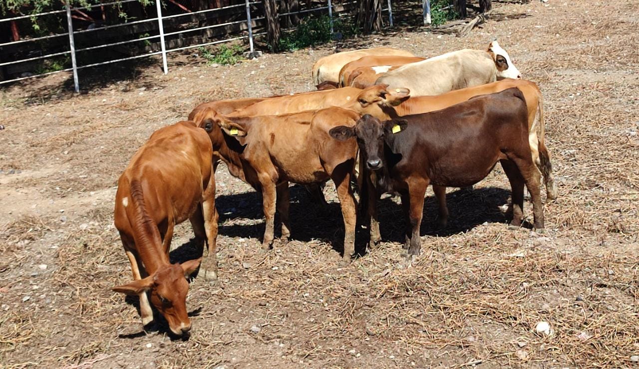 Urge a ganaderos que se recupere el estatus sanitario en Sinaloa; el kilo de carne cayó casi un 40 por ciento