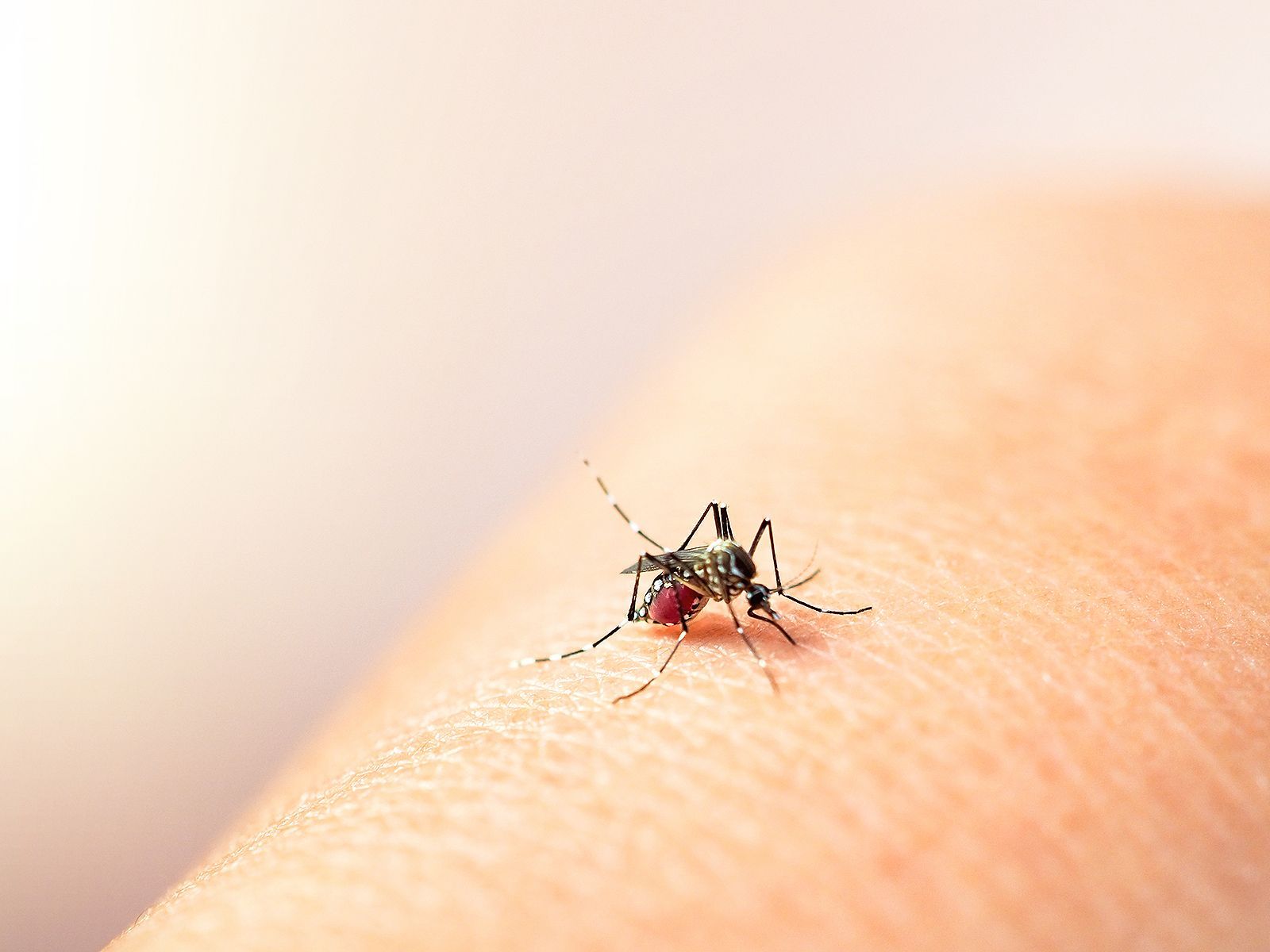 Confirman muerte de menor por dengue en Los Mochis; los casos y hospitalizaciones continúan en aumento
