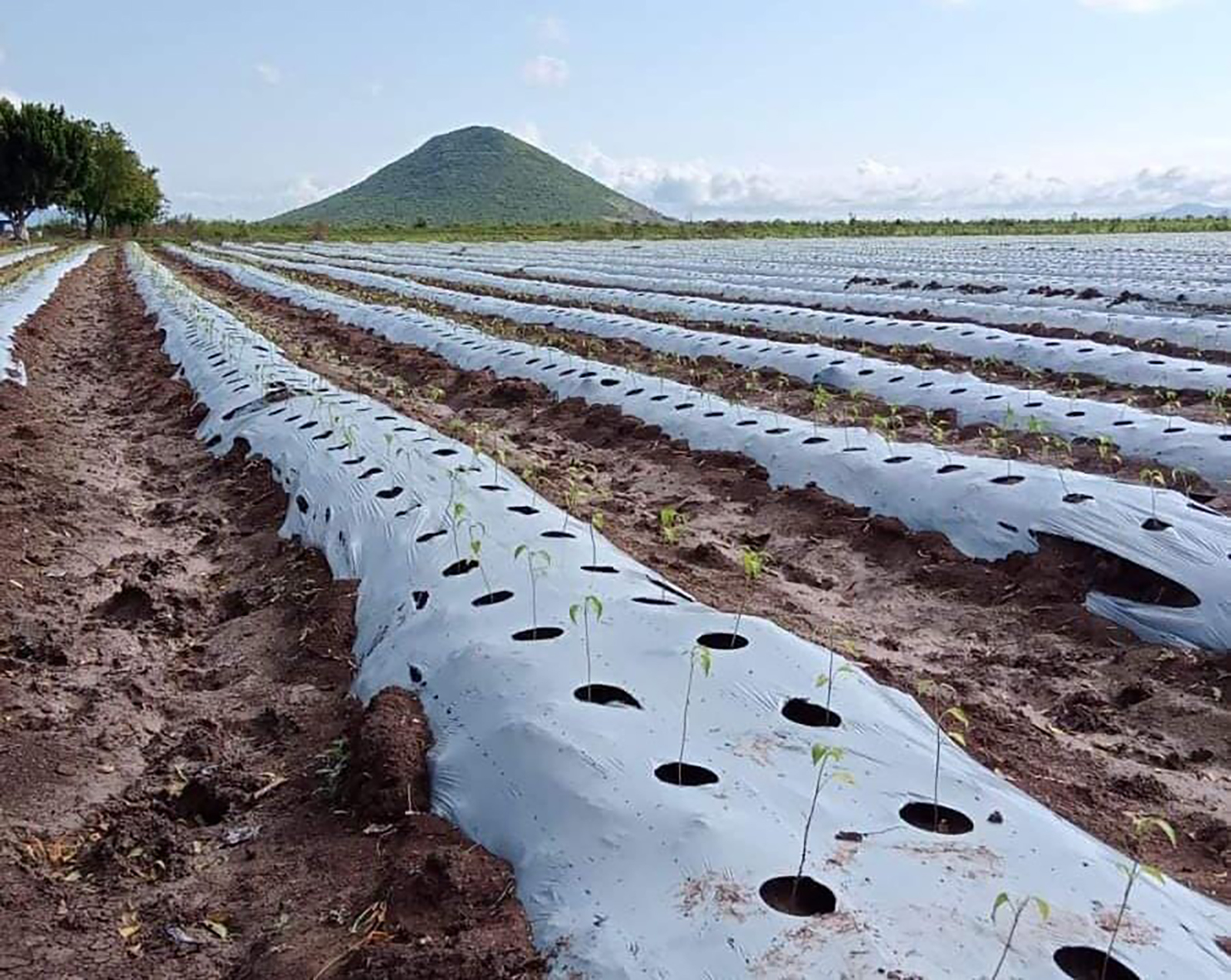 México prioriza acciones de sanidad e inocuidad en la agricultura este 2024