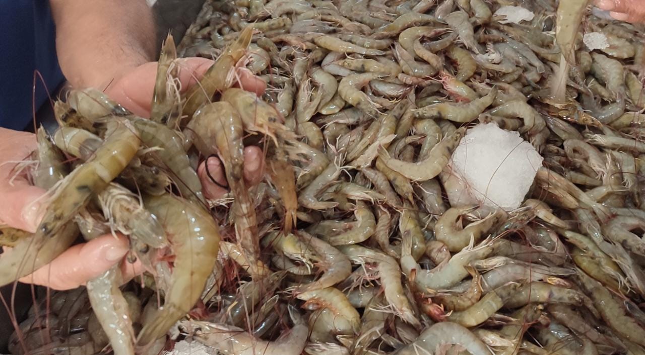 Pescadores cerrarán temporada con mejor captura de camarón caqui
