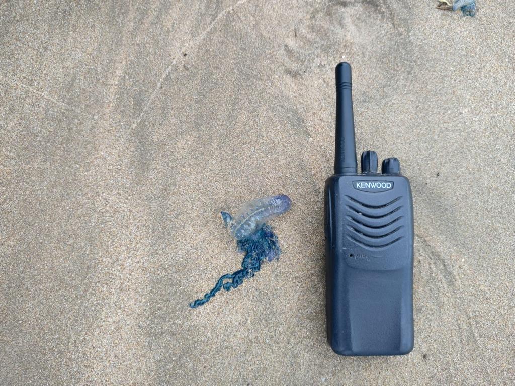 Se va ‘Roslyn’, pero deja ‘quemadores’ de visita en Mazatlán; han aparecido de nueva cuenta en las playas