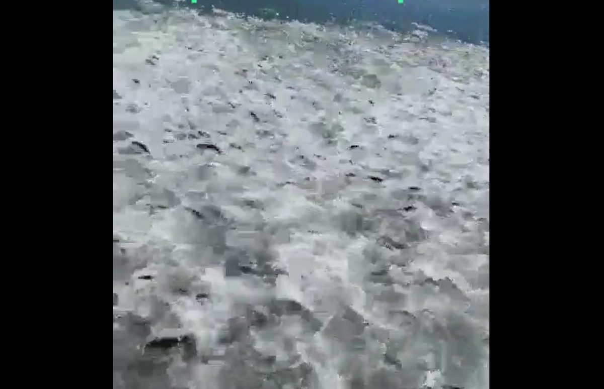 Cardumen de pez toro causa asombro en malecón de Topolobampo