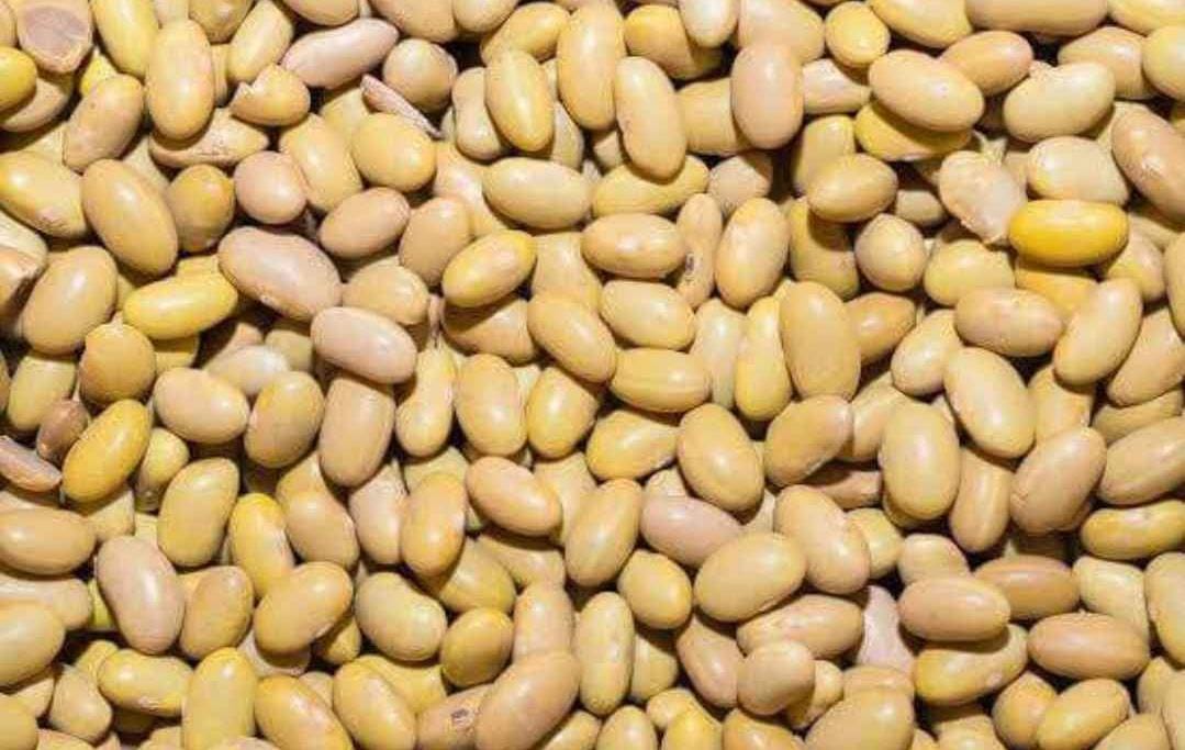 Sinaloa, segundo productor de frijol en el país al cierre del 2022: Sader