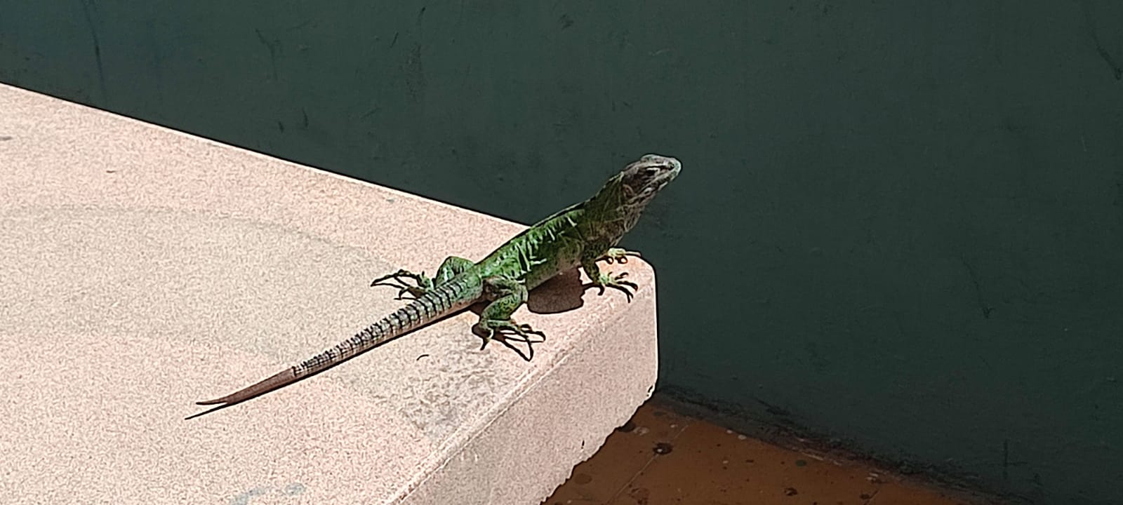 ‘Ahí viene la nueva alcaldesa’; una iguana se paseó por el Ayuntamiento de Mazatlán en los momentos de mayor tensión política