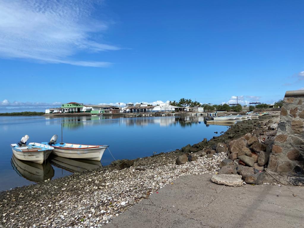 Coepriss suspende extracción y consumo de moluscos en Bahía Santa María por presencia de fitoplancton tóxico