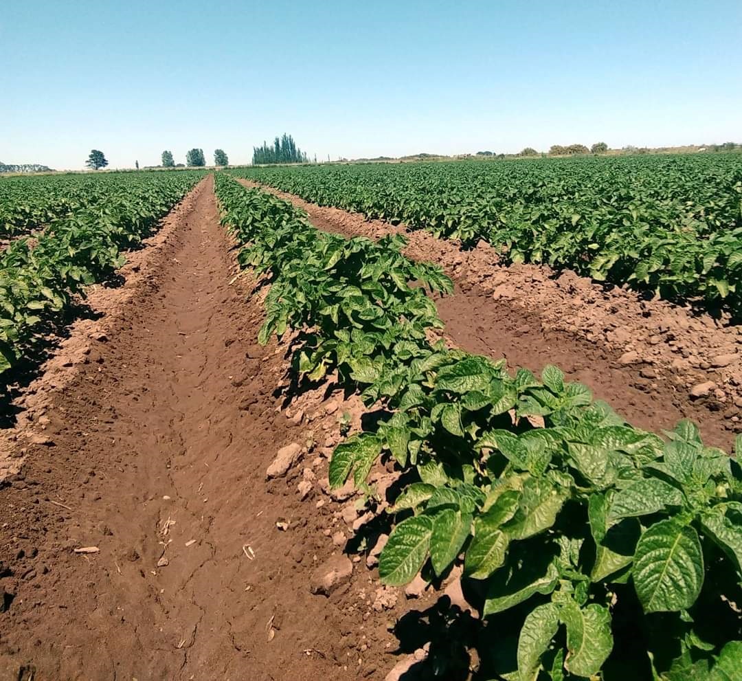 FNCRM presenta proyecto alternativo de agricultura, pero sin tener acuerdos aún; la lucha está hasta bloquear el mundial