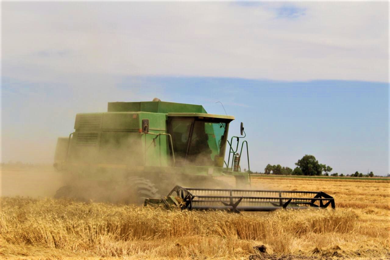 Ajustados concluyen agricultores el ciclo de siembras por la falta de agua; se alistan para las trillas: AARFS