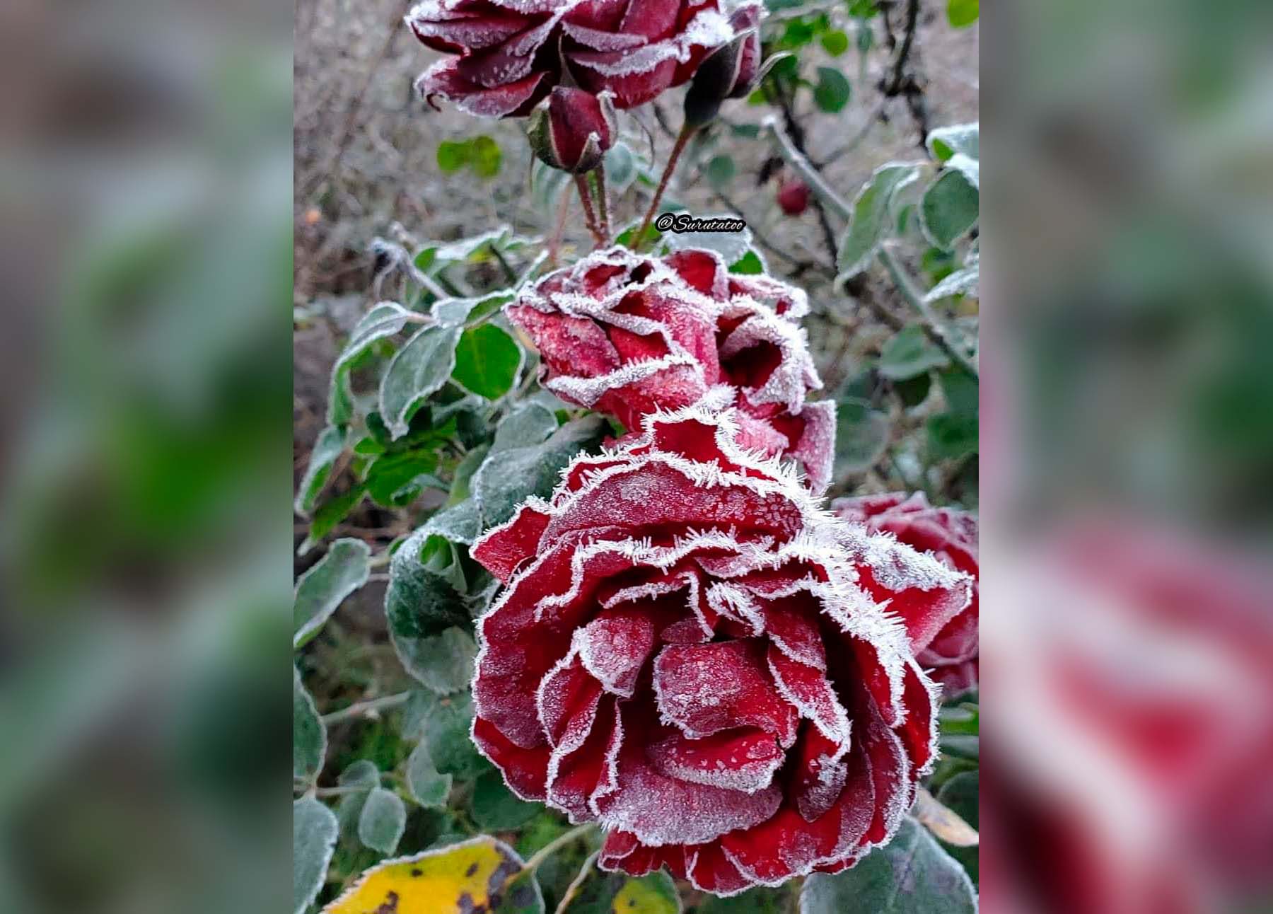 (FOTOS) ¡Hermosas postales! Amanece Surutato, Badiraguato a 3 grados centígrados y con rosas congeladas
