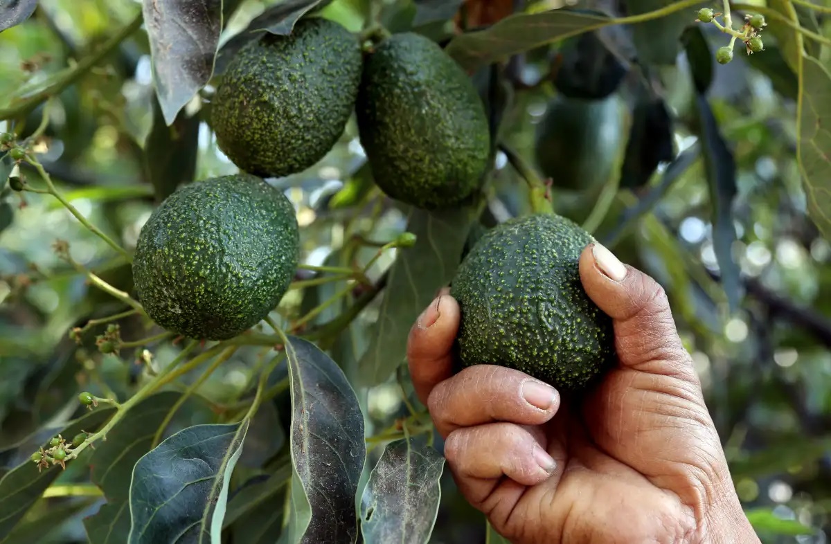 México acuerda medidas en seguridad y sanidad para fortalecer la industria del aguacate