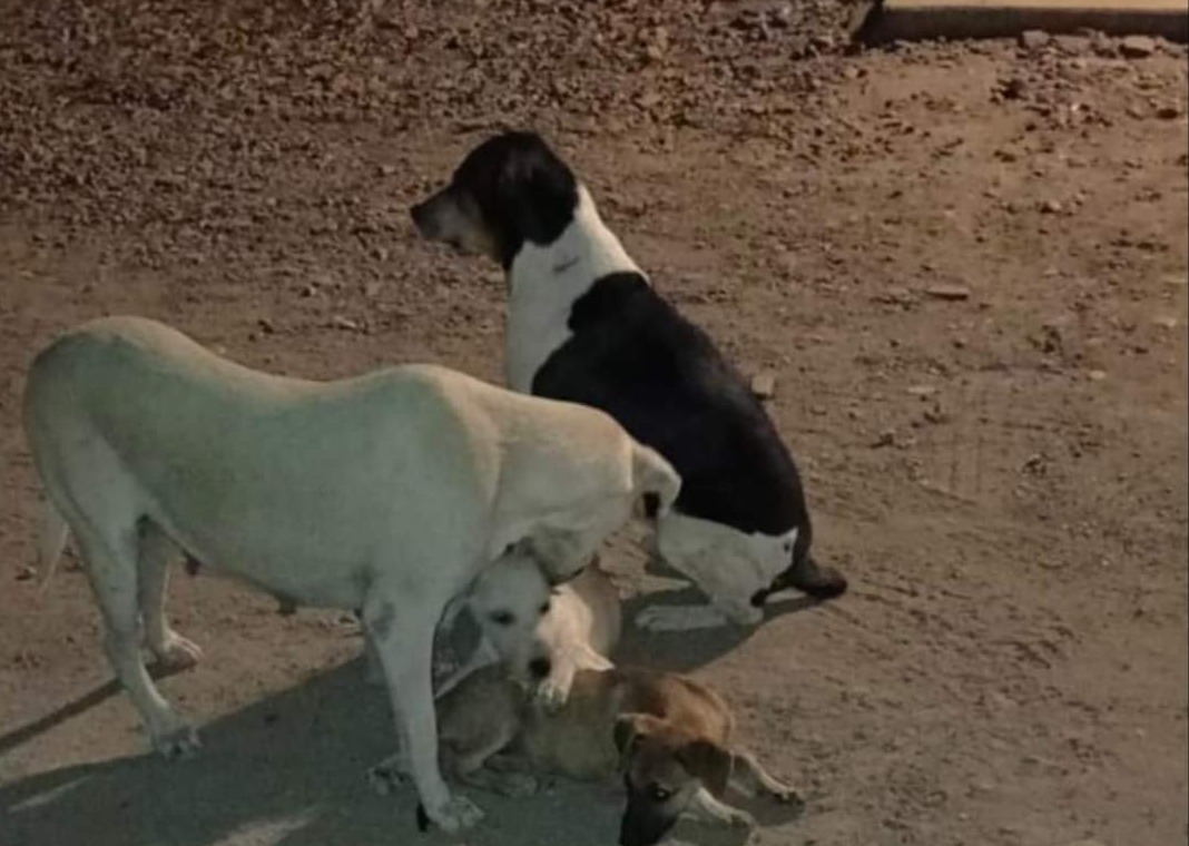 En Guasave, van 10 perros y gatos envenenados en la Doctores; temen que haya sido por cebos envenenados