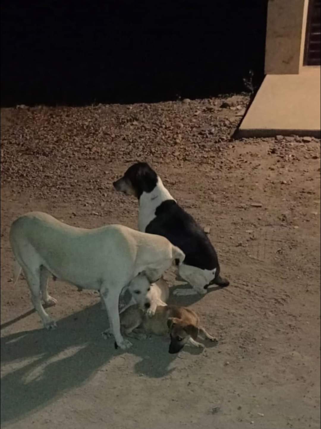‘Gente sin alma’| Envenenan a perritos rescatados y un gatito en la colonia Doctores, Guasave; van 7