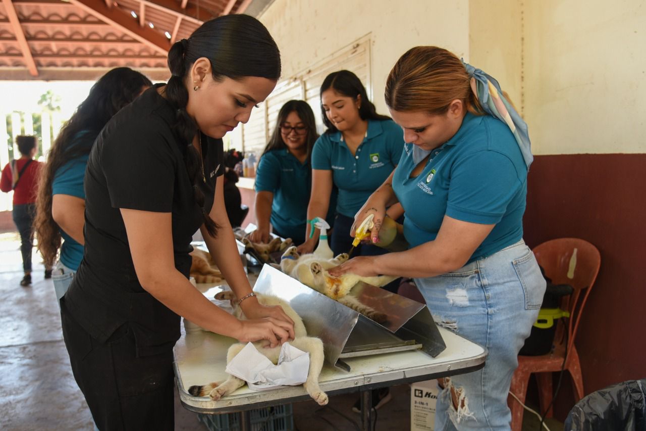 Se han realizado más de mil 300 esterilizaciones de animales domésticos este año: Sebides