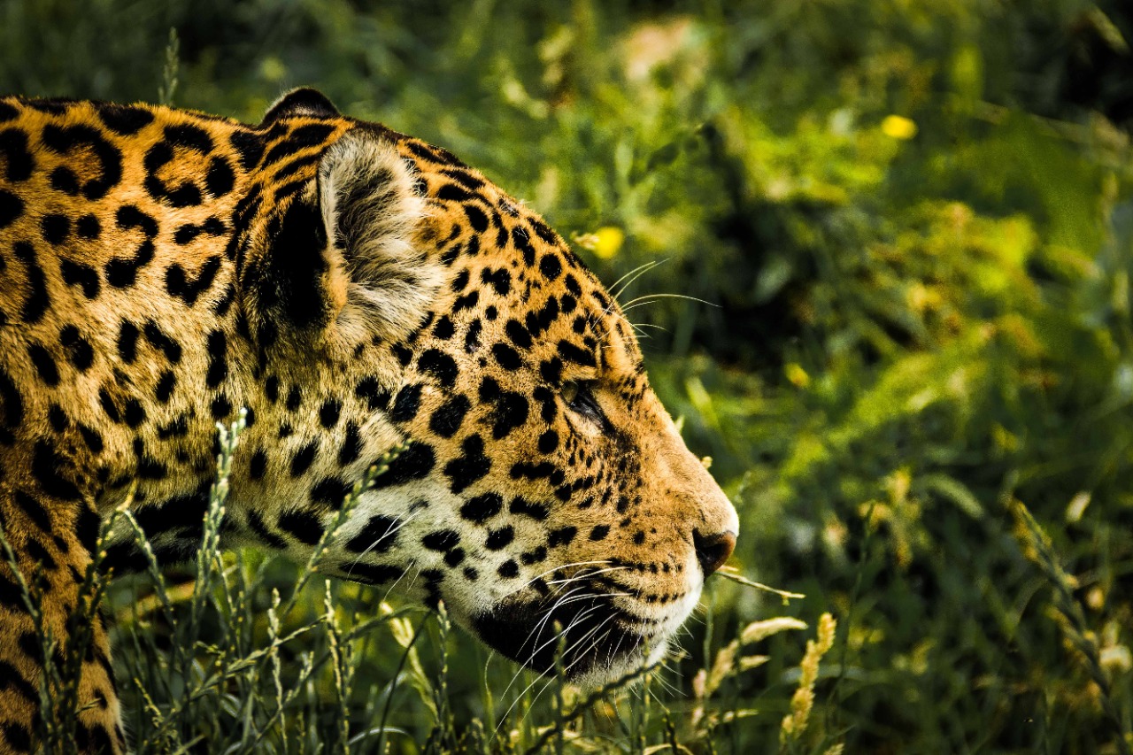 Jaguar con rabia