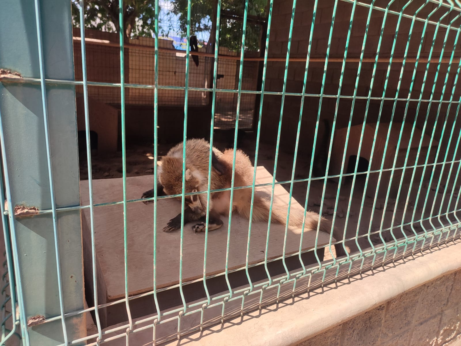 Sí se van todos los animalitos del zoológico del Villafañe, buscan hacer un jardín botánico
