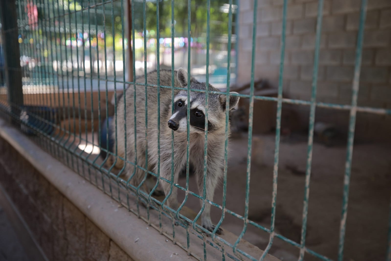 ¡Van rumbo al zoológico de Culiacán!; Profepa se lleva a animalitos del parque Villafañe