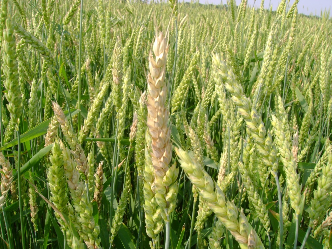 Suman otros factores naturales que generan dolor de cabeza entre los productores de El Carrizo, Sinaloa