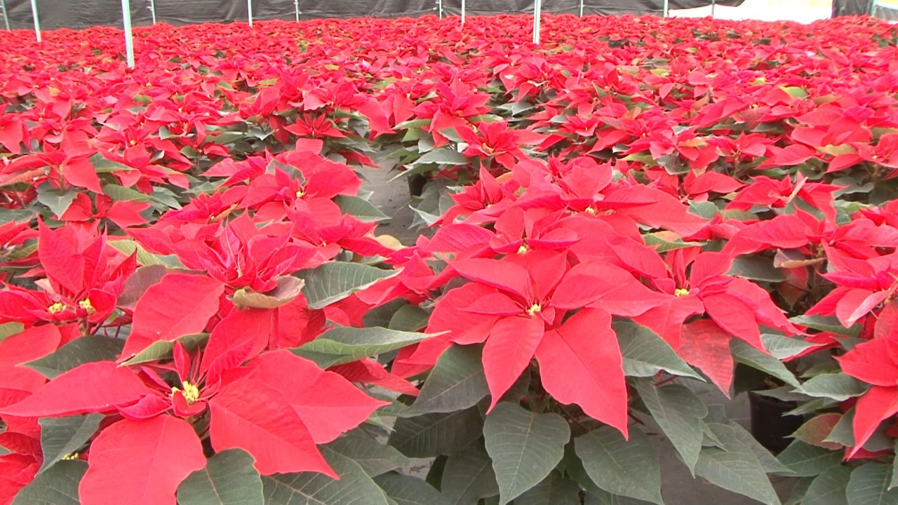 Alistan cosecha de la ‘Flor de la Navidad’; Sinaloa es una de las nueve entidades con producción silvestre