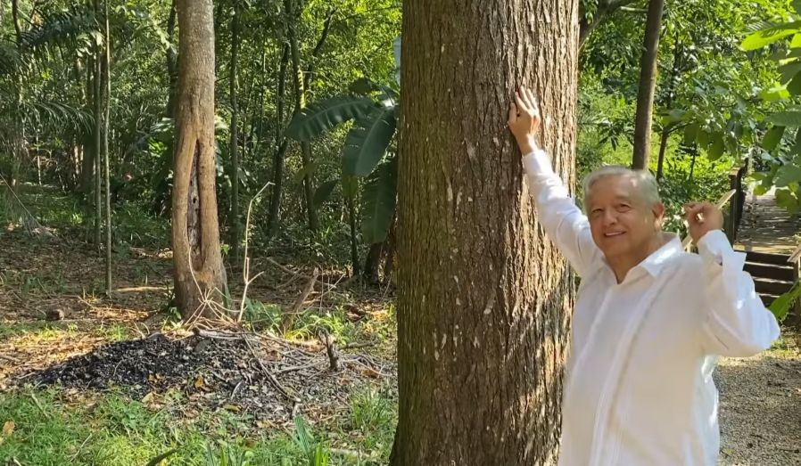 (VIDEO) ‘Este árbol tiene mi edad y está fuerte…escuchen las guacamayas’: AMLO en su cumpleaños