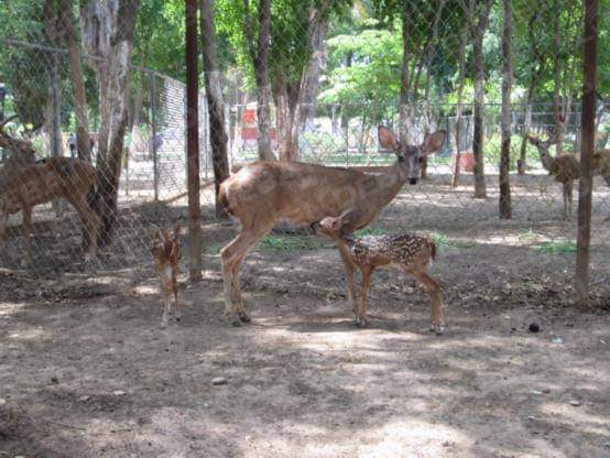 ¿Adiós al zoológico del parque Villafañe?; buscan que Profepa reubique a los animalitos