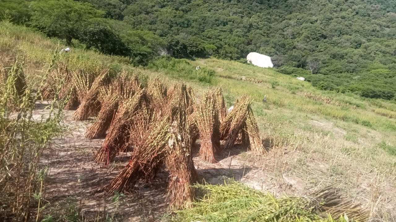 Productores de cacahuate en Ahome tocan puerta en la industria para evitar mayores mermas económicas