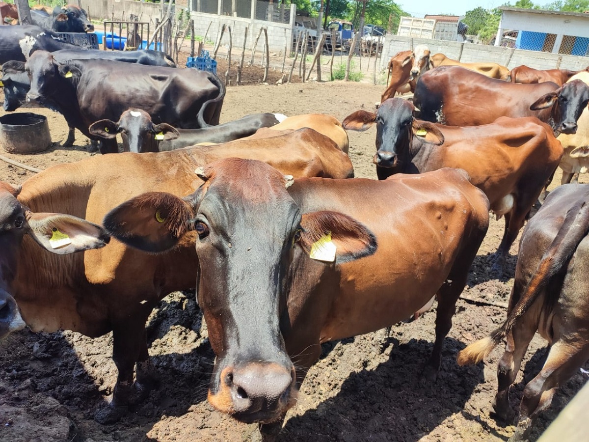 En cuarentena corrales de cuatro municipios de Sinaloa por brucelosis
