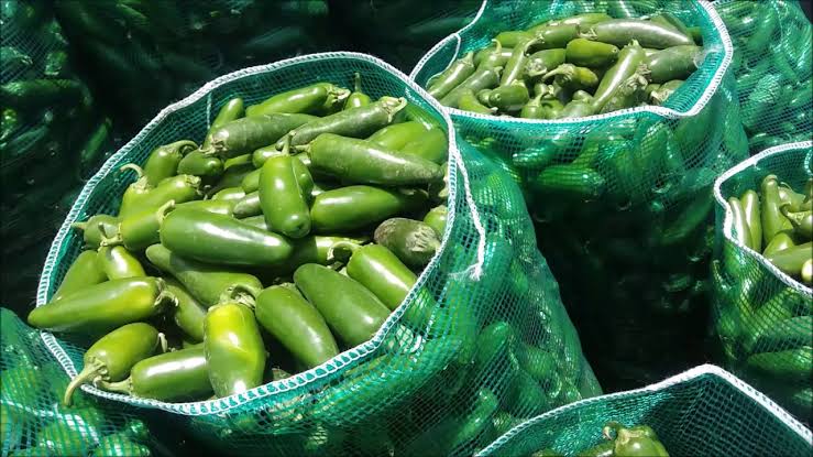 Por bacteria en las plantas, temporada de chile en Mazatlán se mantiene en $22 el kilo y con poca producción