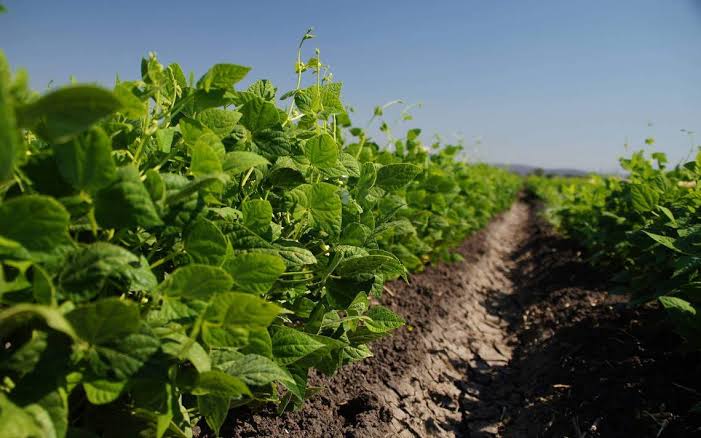 Preocupa a agricultores del norte de Sinaloa escasez de agua para el cultivo de frijol