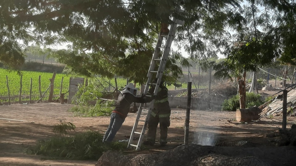 Elemento de PC de Guasave terminó lesionado al caer de un árbol cuando quitaba un panal de abejas